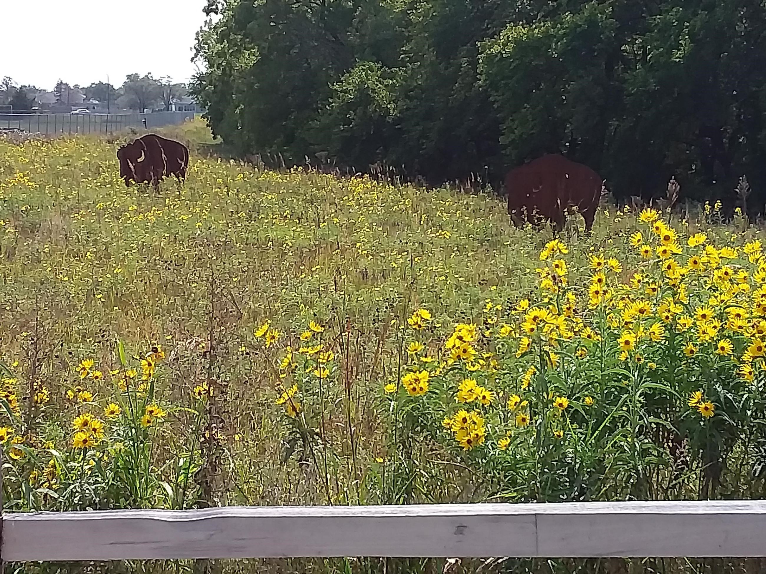 A vibrant field filled with blooming yellow flowers under a clear blue sky
